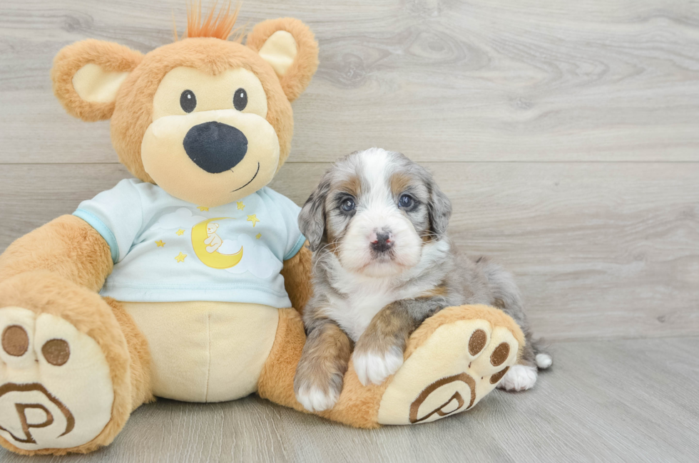 6 week old Mini Bernedoodle Puppy For Sale - Premier Pups