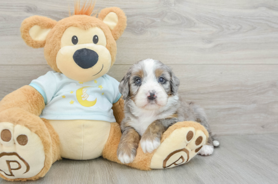 Friendly Mini Bernedoodle Baby