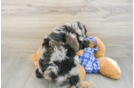 Small Mini Bernedoodle Baby