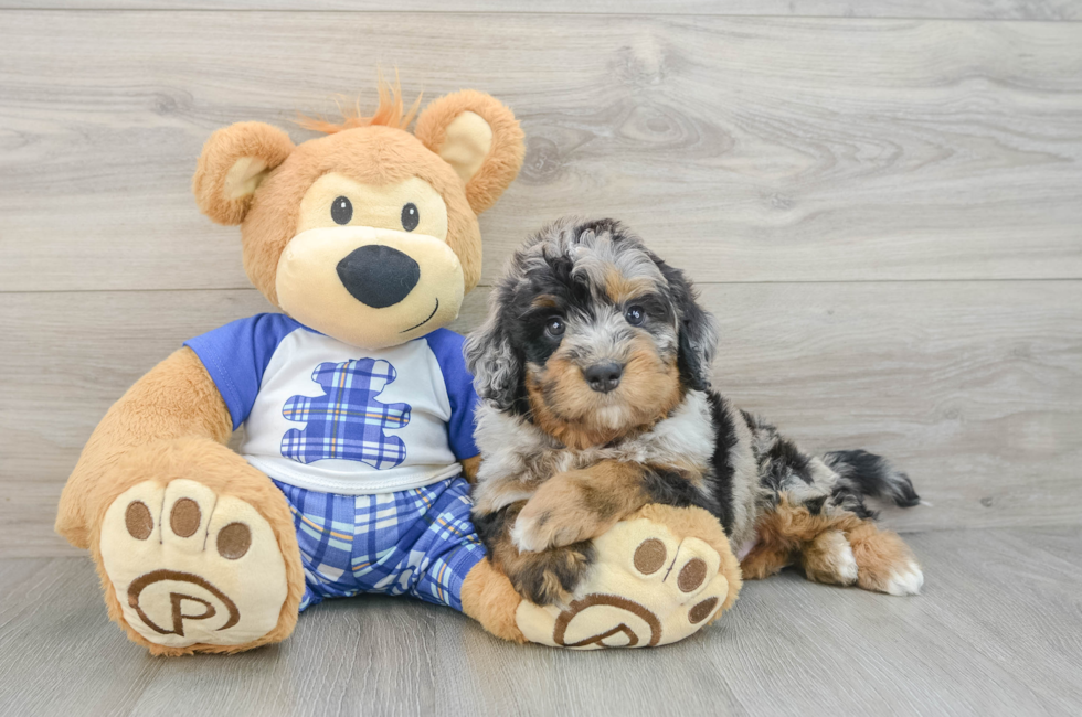 6 week old Mini Bernedoodle Puppy For Sale - Premier Pups