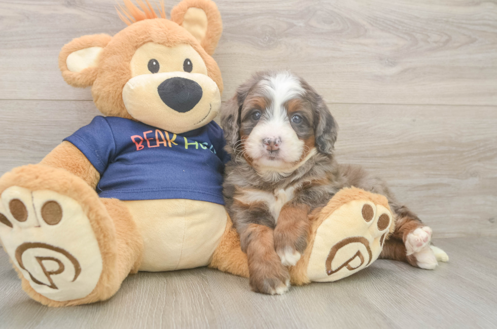 5 week old Mini Bernedoodle Puppy For Sale - Premier Pups