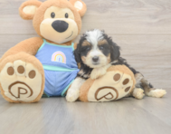 5 week old Mini Bernedoodle Puppy For Sale - Premier Pups