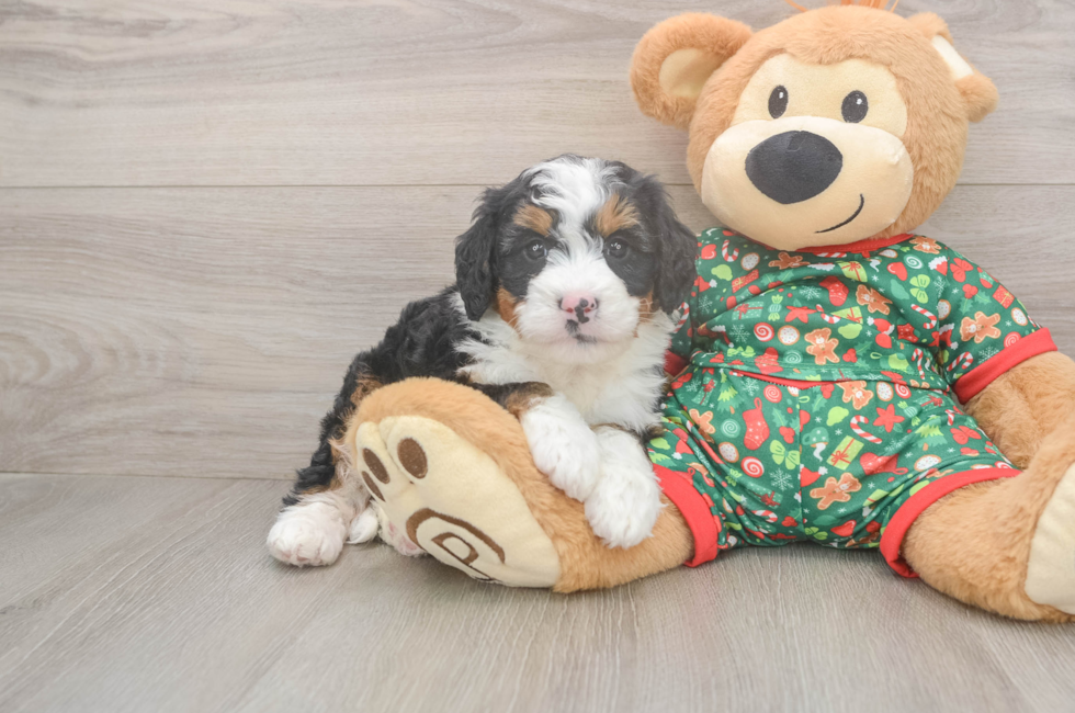 5 week old Mini Bernedoodle Puppy For Sale - Premier Pups