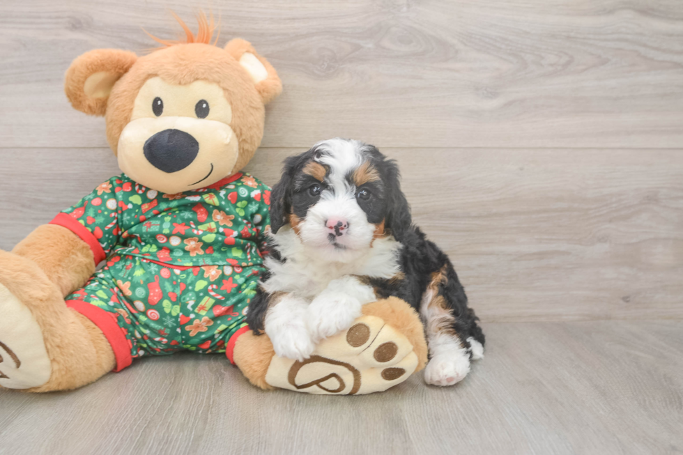Energetic Mini Bernepoo Poodle Mix Puppy
