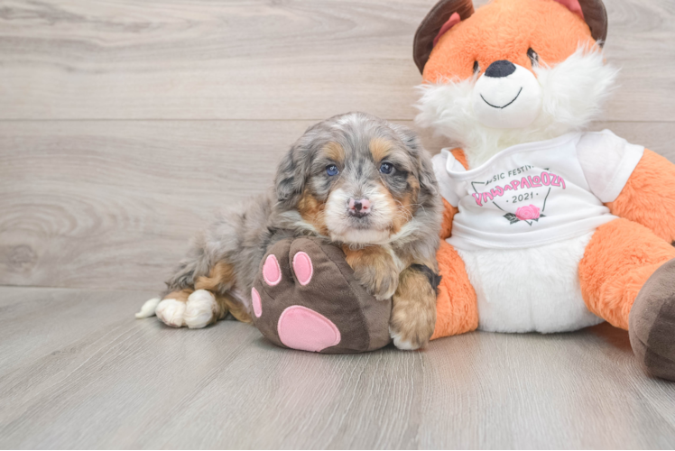 Mini Bernedoodle Puppy for Adoption
