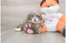 Mini Bernedoodle Puppy for Adoption