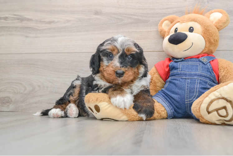 Petite Mini Bernedoodle Poodle Mix Pup