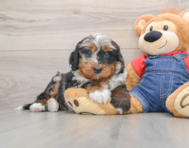 5 week old Mini Bernedoodle Puppy For Sale - Premier Pups