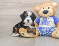 6 week old Mini Bernedoodle Puppy For Sale - Premier Pups