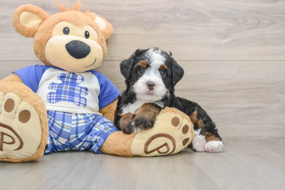 Fluffy Mini Bernedoodle Poodle Mix Pup