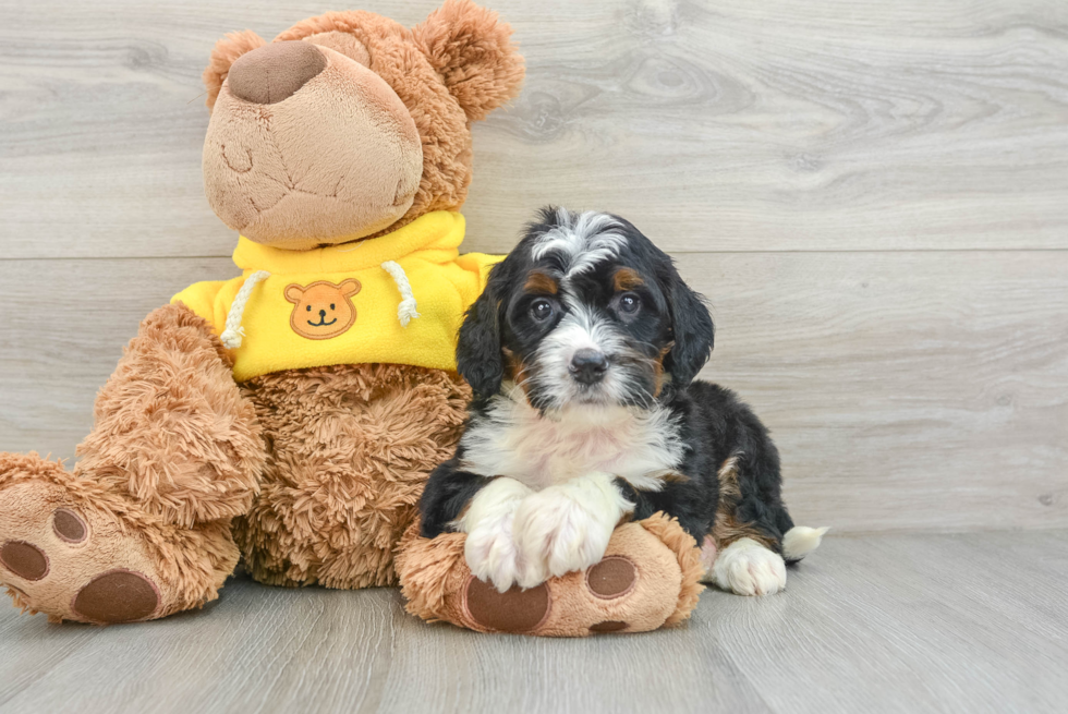 Best Mini Bernedoodle Baby