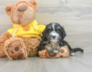 9 week old Mini Bernedoodle Puppy For Sale - Premier Pups