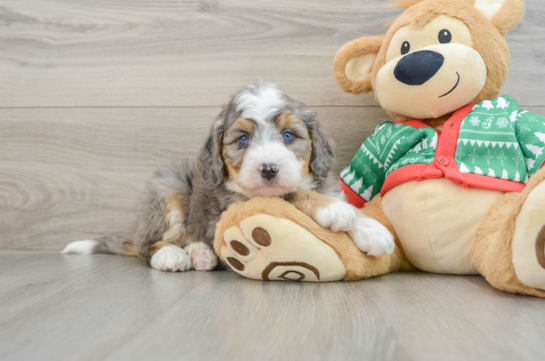 Energetic Mini Bernadoodle Poodle Mix Puppy