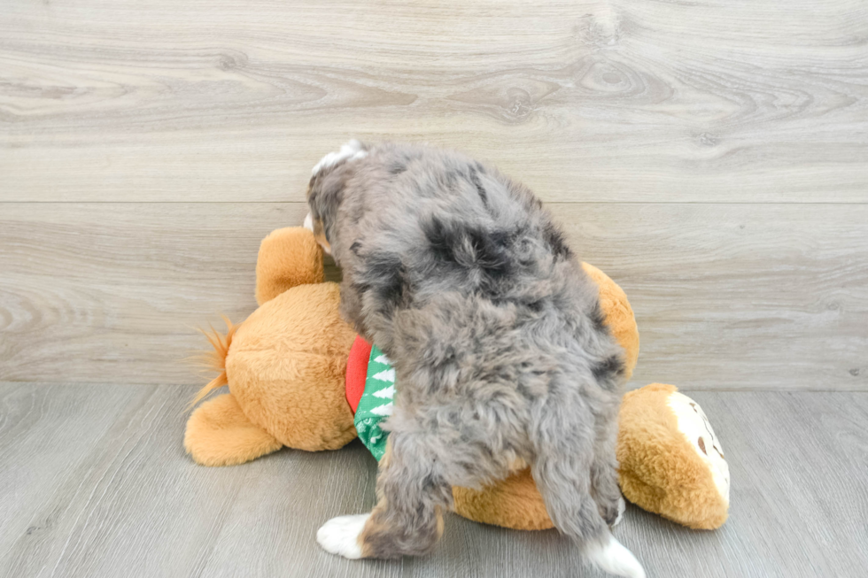 Little Mini Bernepoo Poodle Mix Puppy