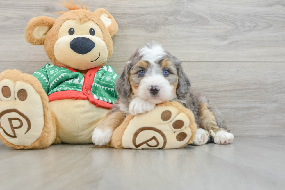 Smart Mini Bernedoodle Poodle Mix Pup