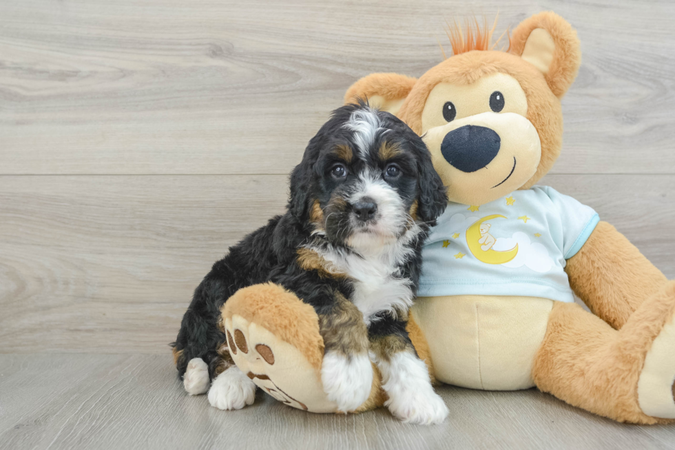 Adorable Mini Bernadoodle Poodle Mix Puppy