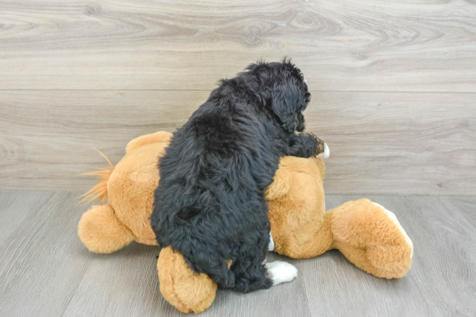 Little Mini Bernesedoodle Poodle Mix Puppy