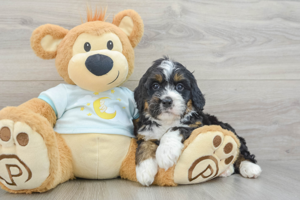 Smart Mini Bernedoodle Poodle Mix Pup