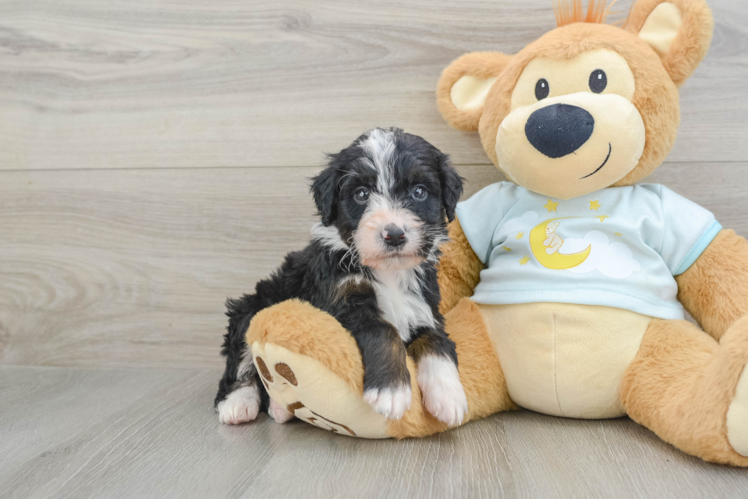 Best Mini Bernedoodle Baby