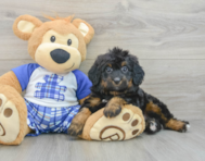 7 week old Mini Bernedoodle Puppy For Sale - Premier Pups