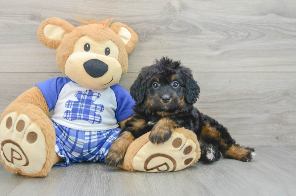 6 week old Mini Bernedoodle Puppy For Sale - Premier Pups
