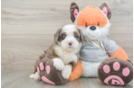 Cute Mini Bernedoodle Baby