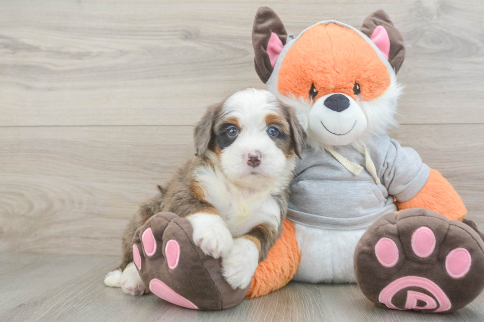 Cute Mini Bernedoodle Baby