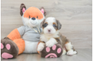 Mini Bernedoodle Puppy for Adoption