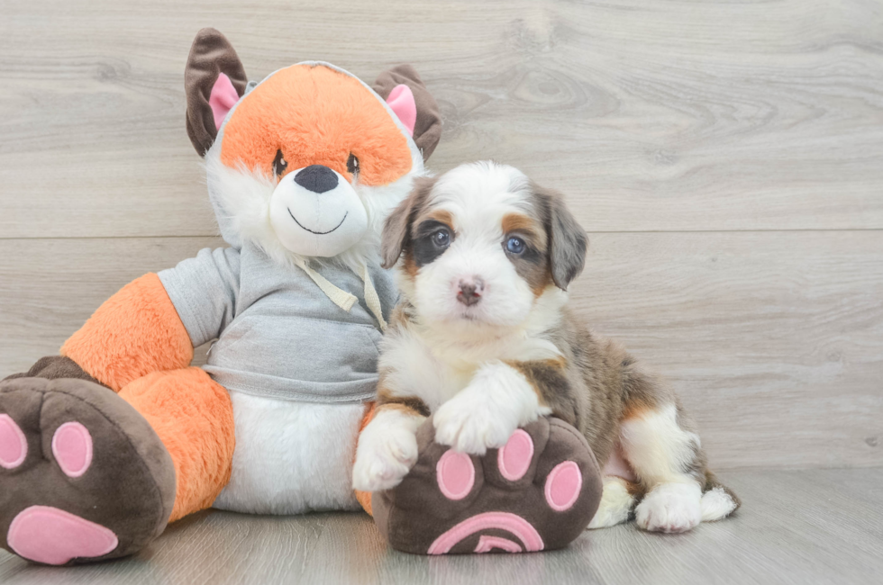 5 week old Mini Bernedoodle Puppy For Sale - Premier Pups