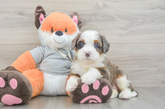 Mini Bernedoodle Puppy for Adoption