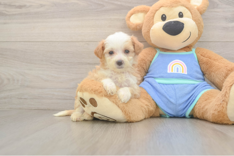 Energetic Mini Bernadoodle Poodle Mix Puppy