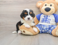 6 week old Mini Bernedoodle Puppy For Sale - Premier Pups