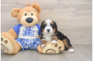 Mini Bernedoodle Puppy for Adoption