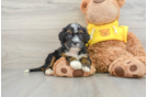 Mini Bernedoodle Pup Being Cute