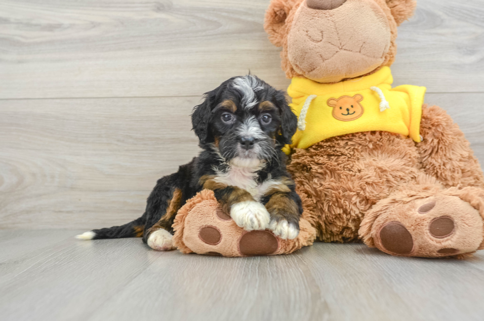 5 week old Mini Bernedoodle Puppy For Sale - Premier Pups