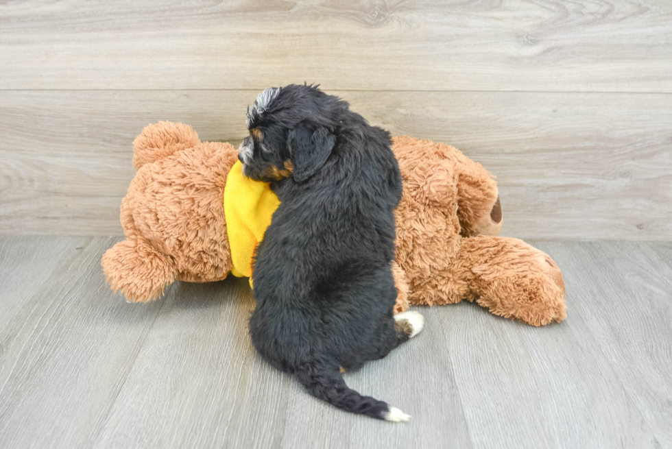 Mini Bernedoodle Puppy for Adoption