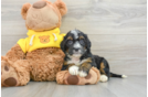 Mini Bernedoodle Puppy for Adoption