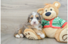 Happy Mini Bernedoodle Baby