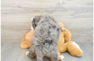 Playful Mini Bernepoo Poodle Mix Puppy