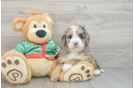 Mini Bernedoodle Puppy for Adoption