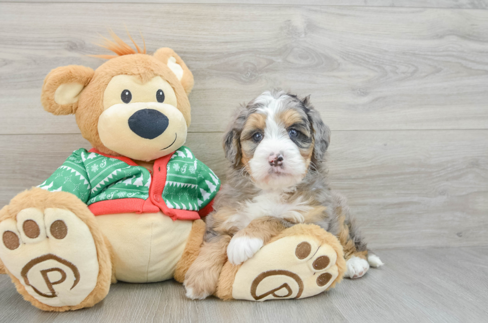 6 week old Mini Bernedoodle Puppy For Sale - Premier Pups