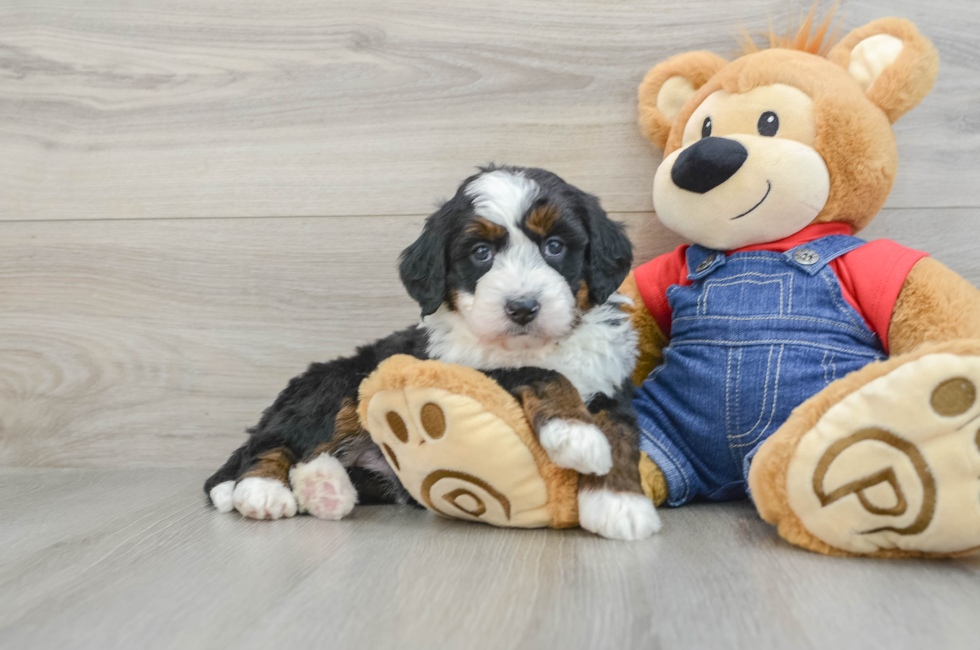 5 week old Mini Bernedoodle Puppy For Sale - Premier Pups