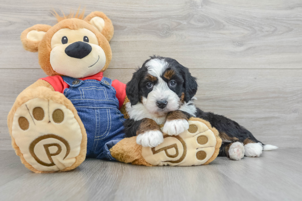 Sweet Mini Bernedoodle Baby