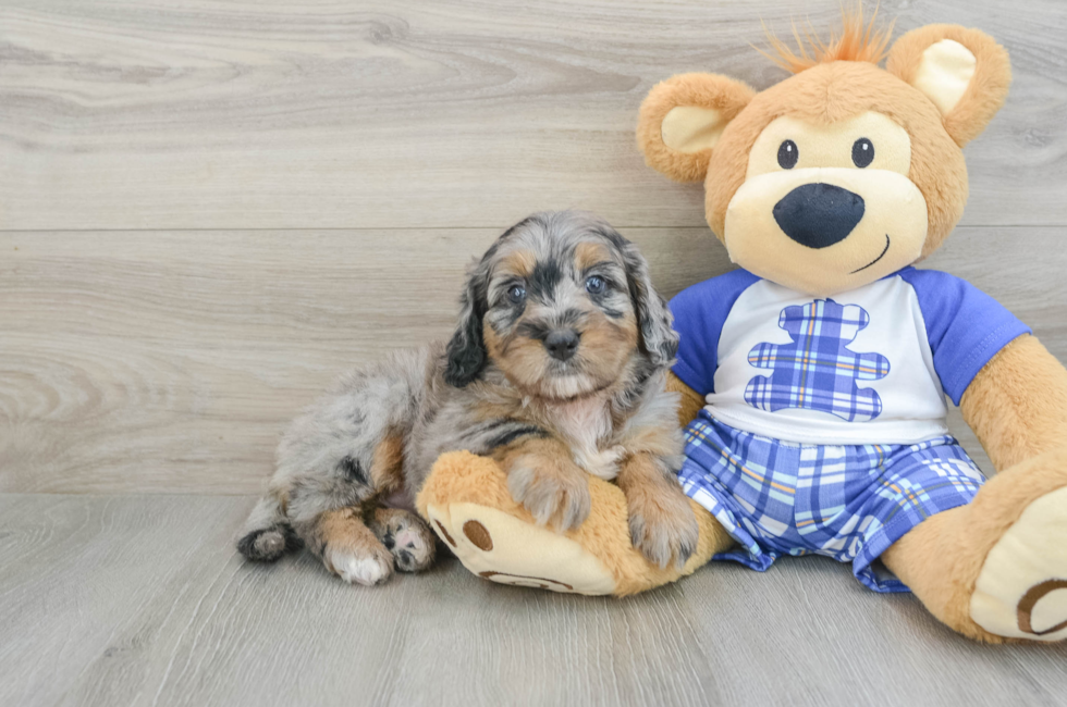 7 week old Mini Bernedoodle Puppy For Sale - Premier Pups