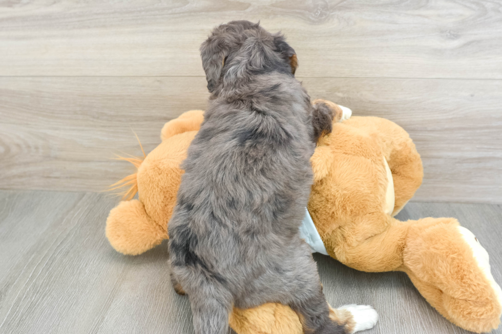 Sweet Mini Bernedoodle Baby