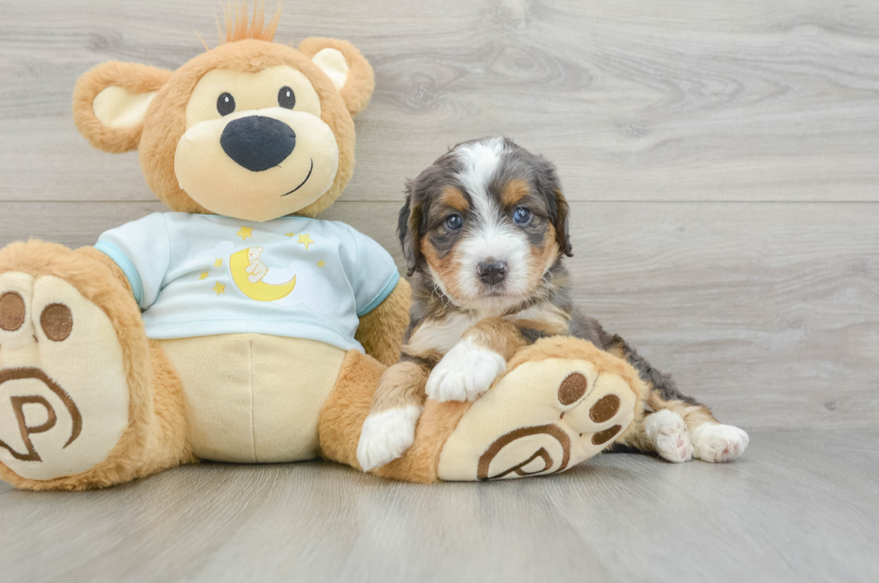 4 week old Mini Bernedoodle Puppy For Sale - Premier Pups