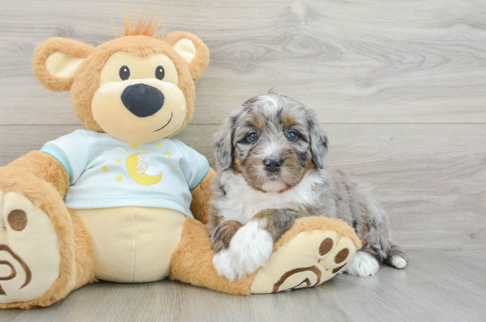 7 week old Mini Bernedoodle Puppy For Sale - Premier Pups