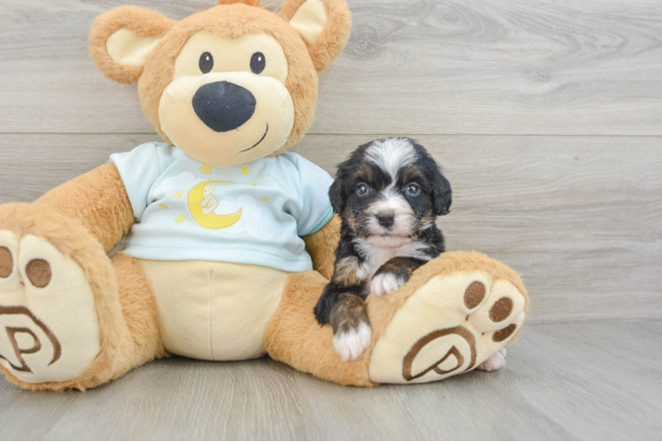 Small Mini Bernedoodle Baby