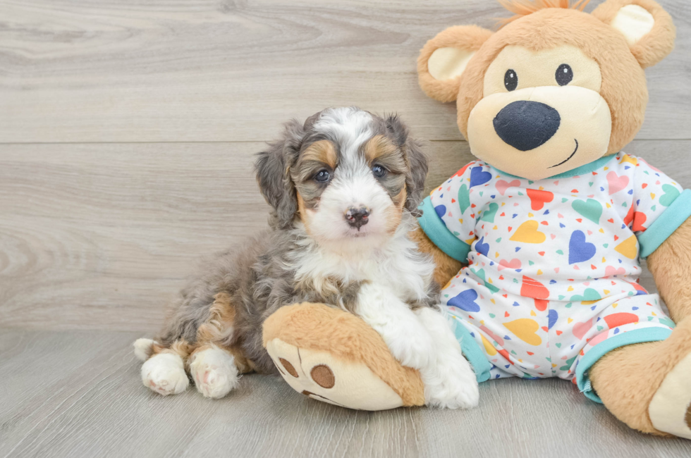 6 week old Mini Bernedoodle Puppy For Sale - Premier Pups