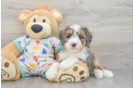 Mini Bernedoodle Puppy for Adoption